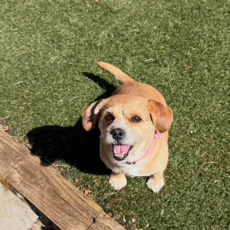 Pop's Paws Club project 2