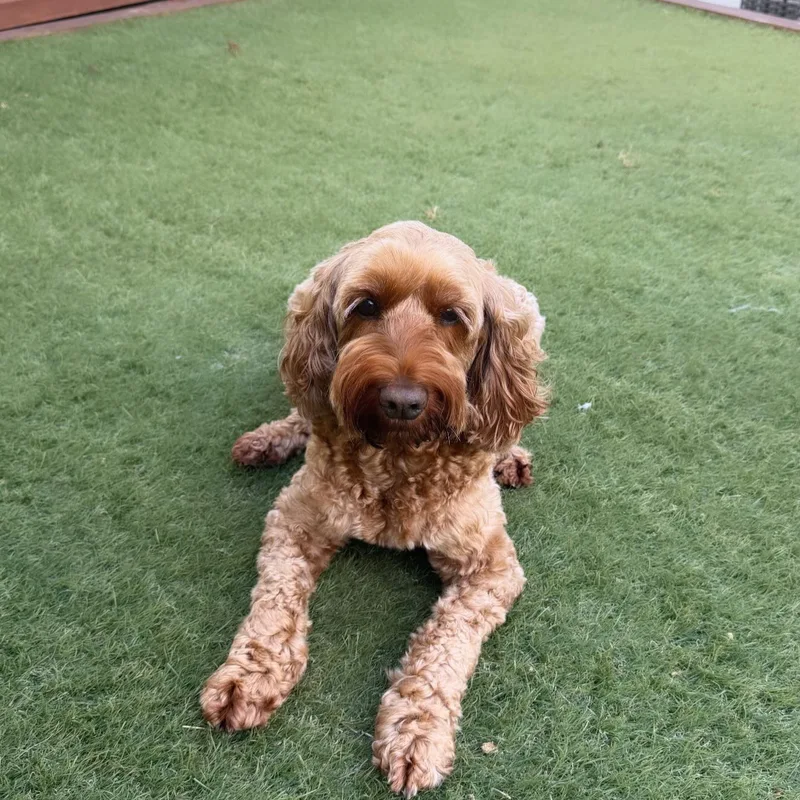 Pop's Paws Club project 3
