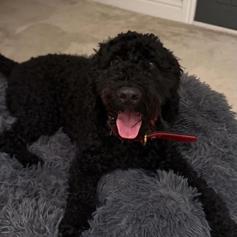 Pop's Paws Club project 6