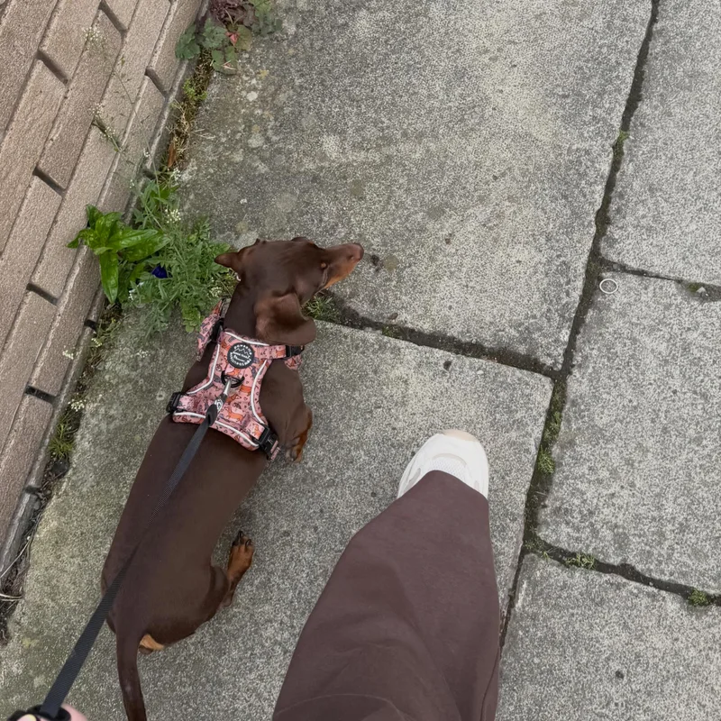 Pop's Paws Club project 7