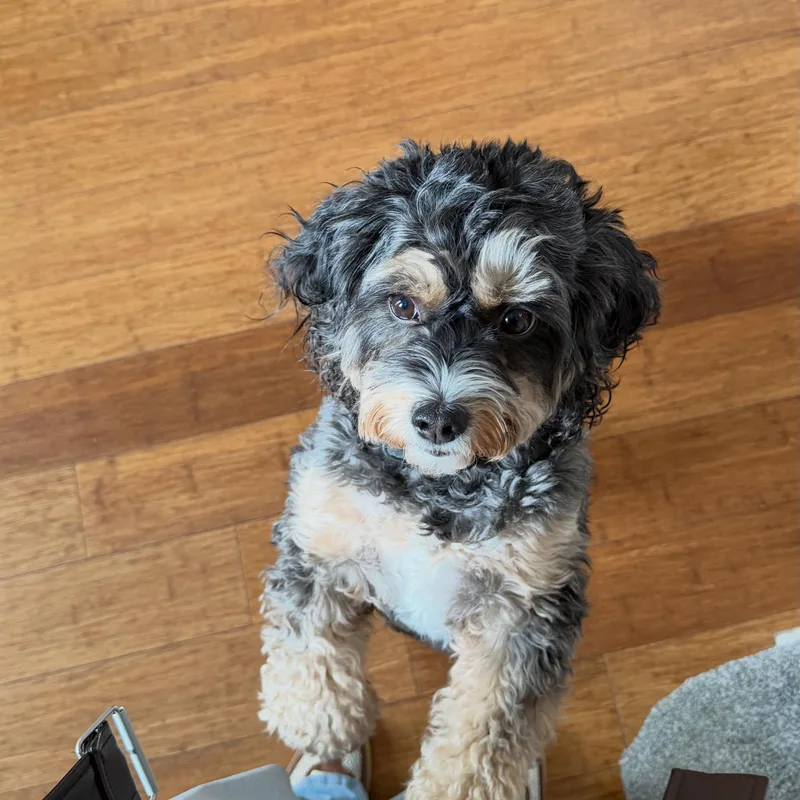 Pop's Paws Club project 8